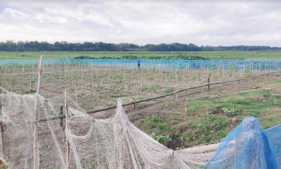 সরকারি বাঁওড়ের শত একর জমি দখল করে ফসল চাষ