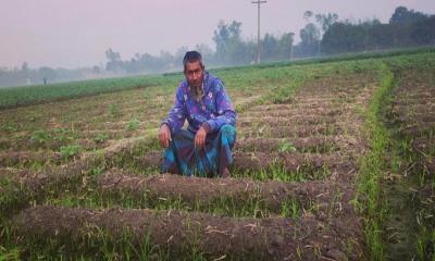 ব্র্যাকের আলুবীজ রোপণ করে নিঃস্ব শতশত কৃষক