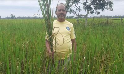 কালাইয়ে ভেজাল বীজে দিশেহারা কৃষক