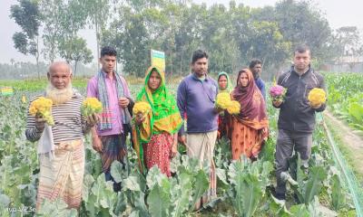 কালীগঞ্জে রঙিন ফুলকপি চাষে রাবেয়ার মুখে হাসি