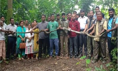 কাপ্তাই জাতীয় উদ্যানে ২টি অজগর সাপ অবমুক্ত