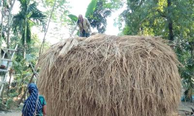 খড় বিক্রি করে কৃষকের বাড়তি আয়