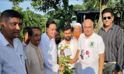 কটিয়াদিতে তীব্র তাপপ্রবাহ থেকে রক্ষা পেতে কৃষকলীগের বৃক্ষরোপণ