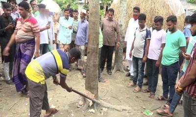 অবশেষে কেটে ফেলা হলো আলোচিত সেই ‘কথা বলা’ গাছ