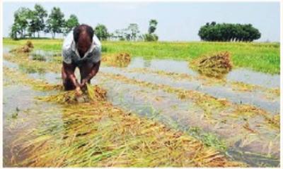 উপকূলীয় কৃষকের মাথায় হাত