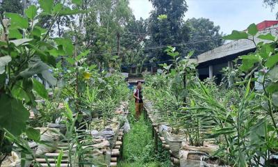 কুড়িগ্রামে মাচায় বস্তা পদ্ধতিতে সবজি চাষে আগ্রহ বাড়ছে