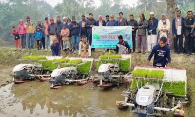 ফুলবাড়ীতে তীব্র শীতের মাঝে সমলয়ে বোরো চাষাবাদের নবযাত্রা