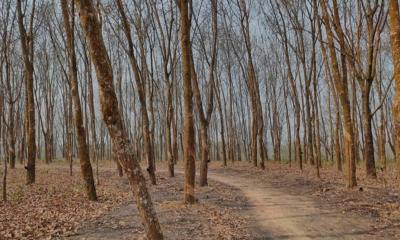 বান্দরবানে ২৬ রাবার শ্রমিককে অপহরণ