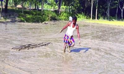 ৪০ হাজার প্রান্তিক কৃষক পাবেন ৮০ হাজার কেজি বোরো বীজ