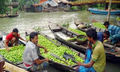 ঝালকাঠির কাগজি লেবুর চাহিদা সারা দেশে