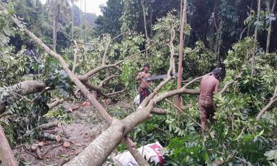 মাগুরায় বিদ্যালয়ের গাছ কেটে নিল দুর্বৃত্তরা