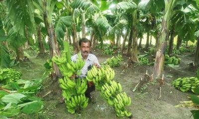 মেহেরপুরে কলাগাছের সঙ্গে শত্রুতা