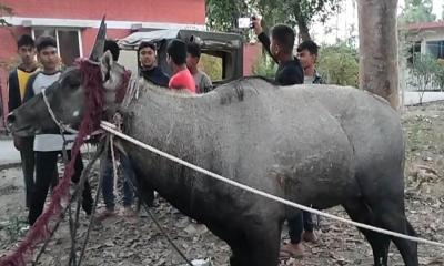 বাগাতিপাড়ায় বিরল প্রজাতির নীলগাই উদ্ধার