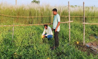 অসময়ে তরমুজ চাষে লাভবান কৃষক