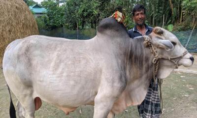 নকলায় হাট কাঁপাবে ‘নবাব’