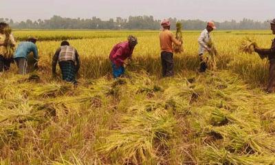 পাবনায় আমন উৎপাদনে খরচ বেড়েছে