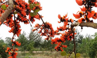 পলাশে রাঙানো বরিশাল বিশ্ববিদ্যালয়