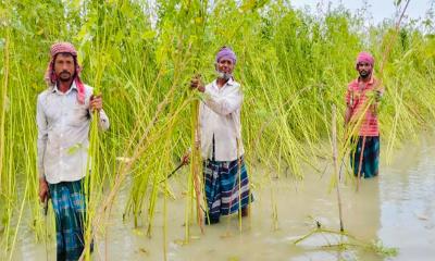 পাট কাটা ও ধোয়ায় ব্যস্ত কৃষক