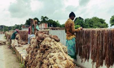 গোদাগাড়ীতে পাটের ভালো দাম পেয়ে কৃষক খুশি