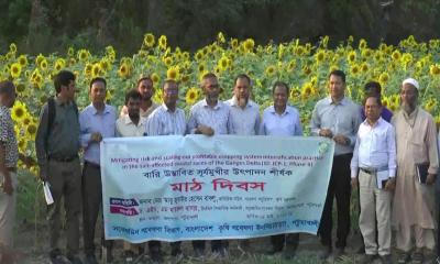 আমন ধানের পর বিনা চাষে আলু, রসুন ও সূর্যমুখী চাষে সাফল্যের নতুন দিগন্ত