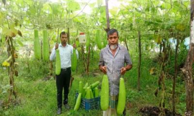 অসময়ে লাউ চাষ করে সফল সিরাজ মিয়া