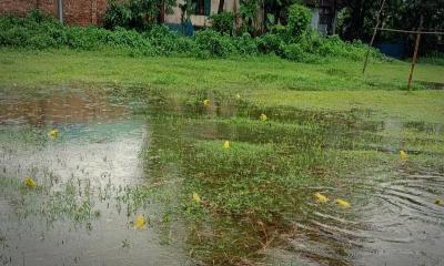 বৃষ্টিতে ব্যাঙের নাচন আর হাঁকডাকে দেখা মিলেছে প্রকৃতির আবহমান রূপ