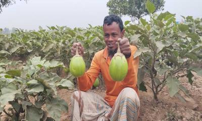 সবুজ পাতার ফাঁকে দুলছে কৃষকের লাখপতি হওয়ার স্বপ্ন