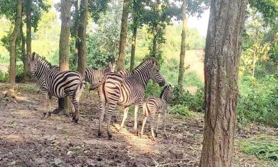 সাফারি পার্কে জেব্রা পরিবারে দুই শাবকের জন্ম