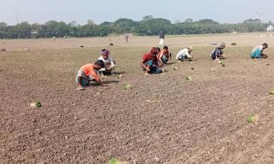 সালথায় হালি পেঁয়াজের চারা রোপণের ধুম