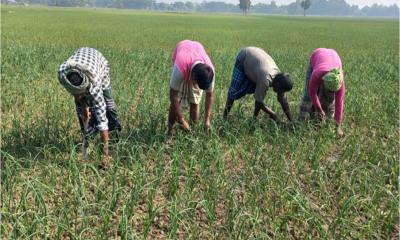 সালথায় পেঁয়াজের পরিচর্যায় ব্যস্ত সময় পার করছেন চাষিরা