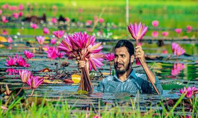 বিলের শাপলা বিক্রি করে চলে ৪০০ পরিবারের জীবিকা