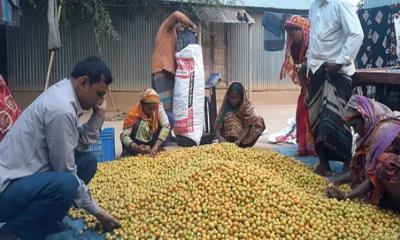 সখীপুরে আগাম টক বরই চাষে সিদ্দিকের বাজিমাত