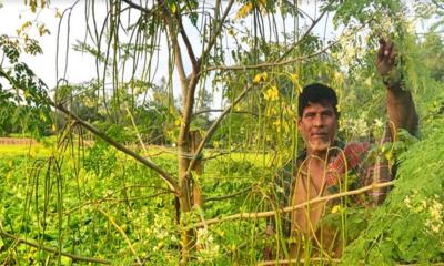 ধনবাড়ীতে বাণিজ্যিকভাবে বারোমাসি সজনে চাষ