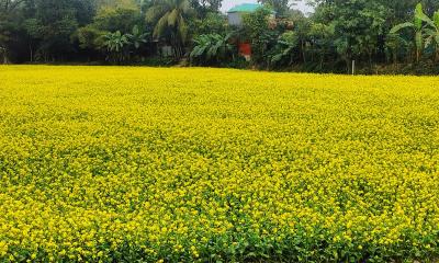 কিশোরগঞ্জের কটিয়াদীতে সরিষার বাম্পার ফলন: কৃষকের মুখে হাসির ঝিলিক