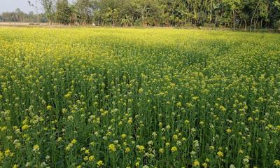 রাজারহাটে সরিষার বাম্পার ফলনের সম্ভাবনা