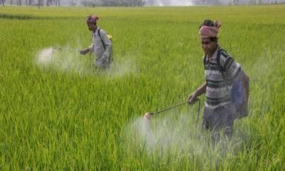 চৌগাছায় আমন খেতে পোকার আক্রমণ, কাজ হচ্ছেনা কীটনাশকেও