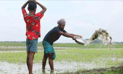 অতিবৃষ্টিতে বীজতলা নষ্ট হয়ে আমন চাষ ব্যাহত