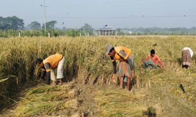 তাড়াইলে আমন ধান কাটা-মাড়াই শুরু