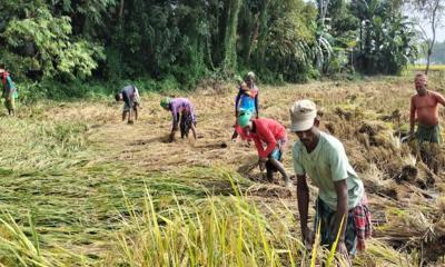 তাড়াশে আগাম জাতের রোপা-আমন ধান কাটাতে ব্যস্ত কৃষক