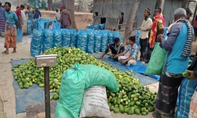 তাড়াশে জমে উঠেছে ক্ষিরার মৌসুমি হাট