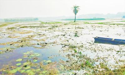 অভয়নগরে ১৯ শ’ হেক্টর জমিতে বোরো ধান চাষ অনিশ্চিত